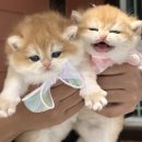 골든키티캐터리 이미지