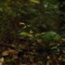 노랑제주 이미지