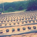 봉화농장 이미지