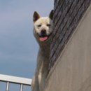 애견시대 이미지