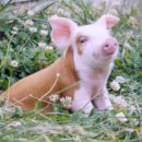 돼지개띠 이미지