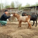 염소야놀자 이미지