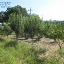 수성초등학교구성분교장 이미지