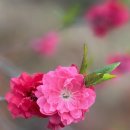 금강물길 | 금산 여행 보곡산골 산벚꽃 축제와 홍도마을의 붉은 복사꽃 구경 월영산 출렁다리 금강 물길 산책