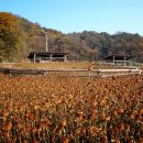 섬강농장 이미지