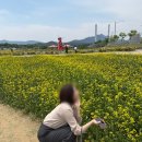 빨간기와집 | [서울근교 당일치기] 2026 양주 나리농원 5월 무료 개방! 유채꽃 만개한 인생샷 명소 후기 (+주차 꿀팁)