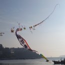 거제도국제펭귄수영축제 이미지