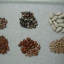 콩의 종류 이미지
