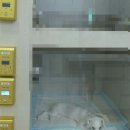 슈월배