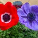 아네모네 이미지