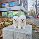 ❤️예쁘고 귀여운 비숑 아이들 분양 보내요❤️ 이미지