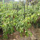 경기도 양평군 양서초등학교 이미지