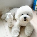 샴푸하는 강아지 이미지