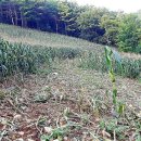 김진호농장 이미지