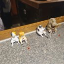 바보탱이 | 신사 가로수길 맛집 토우베 내돈내산 디너 후기