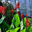 남아메리카 원산으로 홍초로도 불려지는 칸나(Canna lily) 이미지