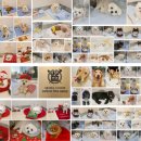 서판교세탁 | 분당 강아지 십자인대 파열 수술｜노령견 CCLR 후기