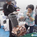 진도다도해낚시