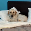 래브라도 리트리버 입양을 원합니다. 이미지