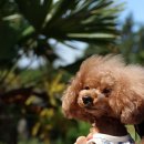 글레이드펜션 이미지