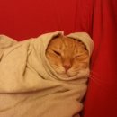 초은한우 이미지