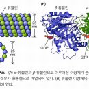 미세소관 튜블린 이미지