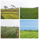 호미곶관광단지 이미지