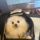 원갈비 | 원갈비 광진점 혼밥 후기