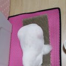 파주고양이 미용실 이미지