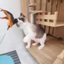 묘랑 고양이 전문호텔 | 대전 고양이 전문 호텔 ~ 페르시안캣 호텔링후기