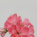 나비야(NABIYA) 이미지