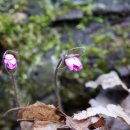 봄의 전령사 (노루귀,변산바람꽃,복수초,) 이미지