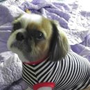 강아지 옷 만들기 이미지