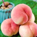 박성태농장 이미지