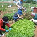 보람농장 이미지