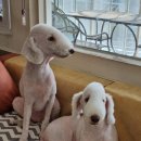 달이네 애견미용실 이미지