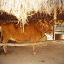 한마음 축산 이미지