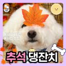 쉐이크테일 강아지 애견 유치원 호텔 미용 이미지