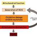 Re:The role of mitochondrial DNA mutations and free radicals in disease and ageing 이미지