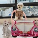 양도로 19번길 이미지