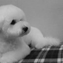 멍이가 웃통벗는날 이미지