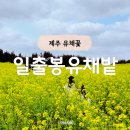 성산구 ⓐ-3 | 제주 유채꽃 명소 성산일출봉 유채밭 개화시기 입장료 주차