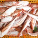 오늘의 생선 이미지