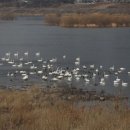 12월27일(토) 고니 서식지와 남한강변길 D&amp;T(장봉대장) 이미지