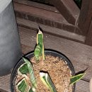산세베리아 번식 이미지