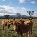 소들목장 이미지