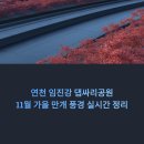 연천도서관 | 연천 임진강 댑싸리공원, 11월 가을 만개 풍경 실시간 정리