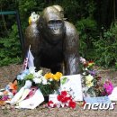 (주)고릴라코리아 이미지