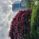 26-7/30-목 병천순대국-아침밥 연세대학교-백일홍꽃 비냉면-점심 이미지