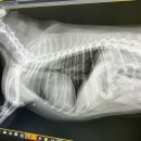 로얄 동물 이미지